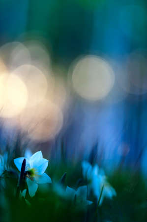 Daffodils in the meadow in springtime. Selective focus and shallow depth of field.の写真素材