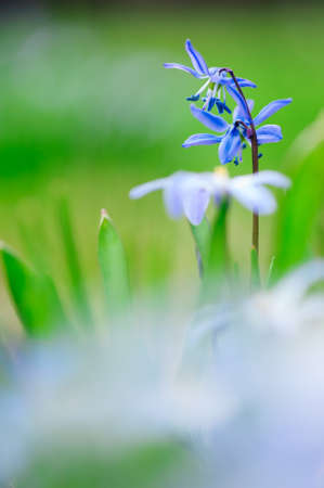 Blue scilla, siberian squill (Scilla siberica) in springtimeの写真素材