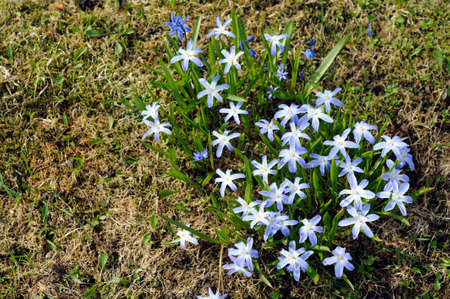 Glory-of-the-snow, Scilla luciliae, flowers in early springの写真素材