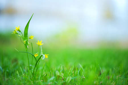 Spring flower Yellow Star-of-Betlehem (Gagea lutea) in grass. Selective focus and shallow depth of field.の写真素材