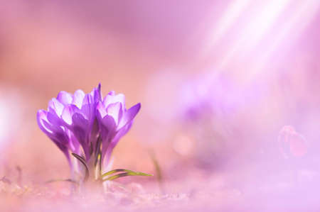 Crocus flowers in early spring against defocused blurred background.の写真素材