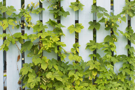 Hop (Humulus lupulus) climbing on wooden fenceの写真素材