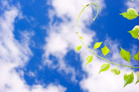 Oriental bittersweet (Celastrus orbiculatus) vine against summer sky.の写真素材