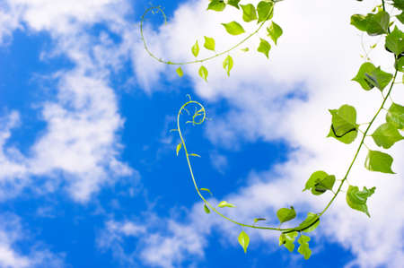 Oriental bittersweet (Celastrus orbiculatus) vine against summer sky.の写真素材