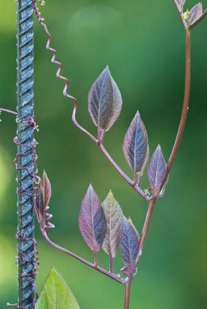 Cathedral bells / Cup and saucer vine (Cobaena scandens). Selective focus and shallow depth of field.の写真素材