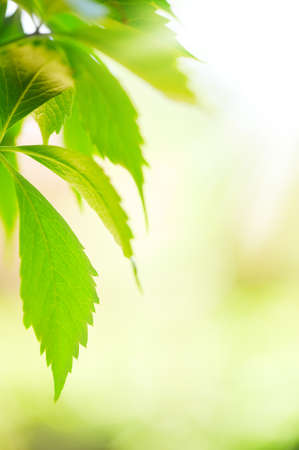 Green leaves of Virginia creeper (Parthenocissus quinquefolia). Selective focus and shallow depth of field.の写真素材