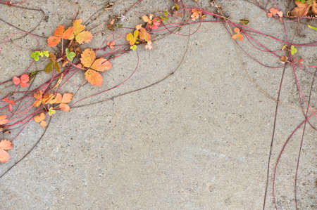 Strawberry (Fragaria) leaves and runners on concrete.の写真素材