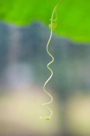 Creeper plant tendril against blue background. Selective focus and very shallow depth of field.の写真素材
