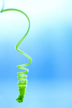 Creeper plant tendril against blue background. Selective focus and very shallow depth of field.の写真素材