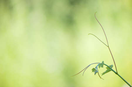 Climbing plant with tendrils. Selective focus and very shallow depth of field.の写真素材