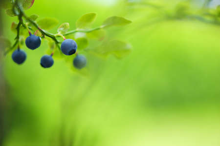Ripe bilberries (Vaccinium myrtillus) on the branch. Selective focus and shallow depth of filed.の写真素材