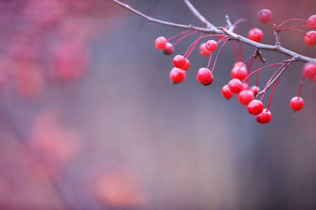 Red berries hanging on a branch. Selective focus and shallow depth of field.の写真素材