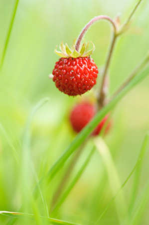 Wild strawberry, Fragaria vesca, delicious red berries. Selective focus and shallow dof.の写真素材