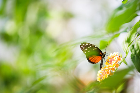 Tiger longwing butterfly (Heliconius hecale) feeding on a flower.の写真素材