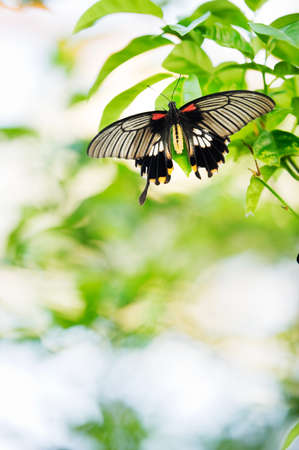 Tropical butterfly resting on plant leaf. Focus on butterfly, very shallow depth of field.の写真素材