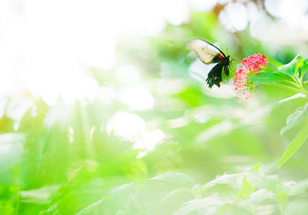 Tropical butterfly feeding on a Star flower (Pentas lanceolata). Focus on butterfly head, winds blurred by motion.の写真素材