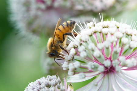 Honey bee collecting nectar and pollinating Great masterwort (Astrantia major) flower.