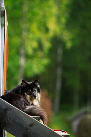 Finnish Lapphund relaxes on the front porch. Selective focus and shallow depth of field.の写真素材