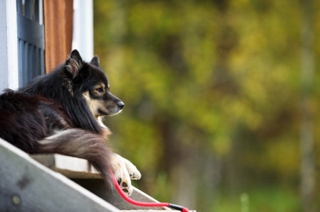 Finnish Lapphund relaxes on the front porch. Selective focus and shallow depth of field.の写真素材