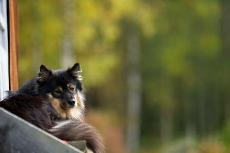 Finnish Lapphund relaxes on the front porch. Selective focus and shallow depth of field.の写真素材