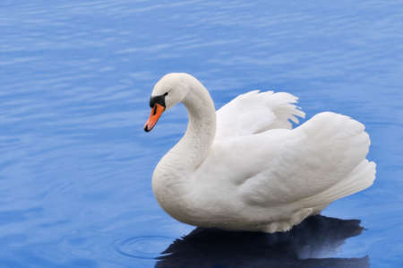 Beautiful white mute swan in blue water. Focus on bird eye.の写真素材