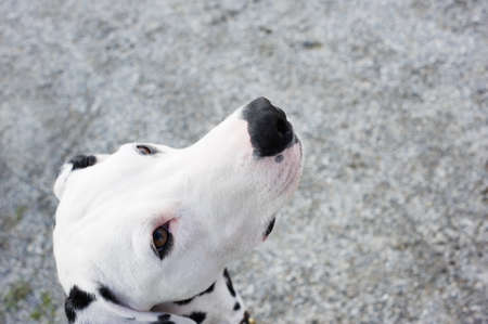 Portrait of a Dalmatian dog. Focus on nose tip.の写真素材