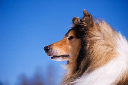 Rough Collie portrait against clear blue sky.の写真素材