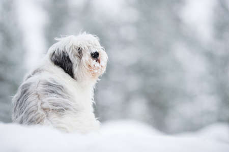 Polish lowland sheepdog, Polski Owczarek Nizinny, in winter snow. Focus on head, shallow depth of field.の写真素材