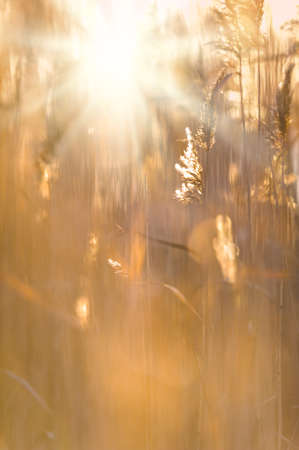 Common reeds (Phragmites australis) in autumn.の写真素材