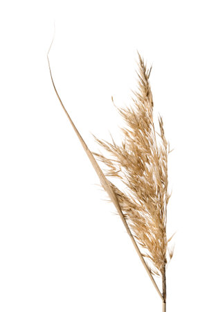 Common reed (Phragmites australis) seed head isolated on white.の写真素材