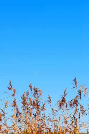 Common reed (Phragmites australis) against clear blue sky.の写真素材