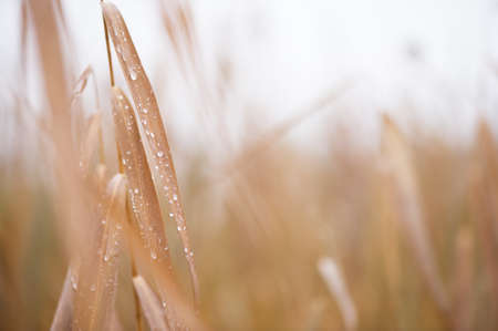 Raindrops on common reed (Phragmites australis). Selective focus and shallow depth of field.の写真素材