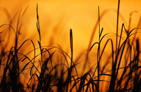 Sedges against sunset sky. Selective focus and shallow depth of field.の写真素材