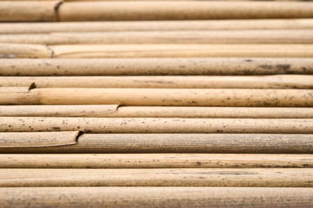 Dried reeds in a row. Selective focus.の写真素材