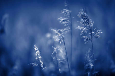 Common reed (Phragmites australis). Selective focus and shallow depth of field. Blue tone.の写真素材