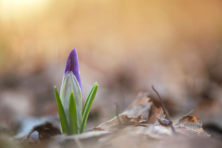 Early spring Crocus vernus Remembranceの写真素材
