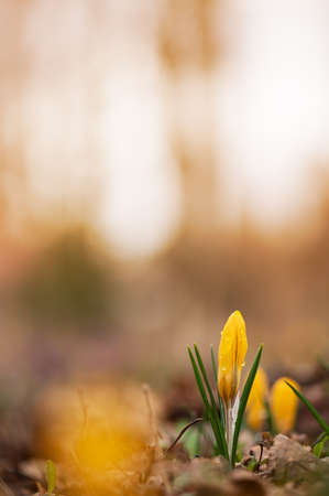 Early spring Crocus luteus Golden Yellow in the gardenの写真素材
