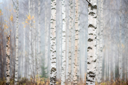 Birch forest in fog. Autumn landscape in Finland.の写真素材