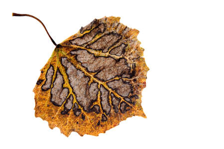 Aspen leaf in autumn colors isolated on white backgroundの写真素材