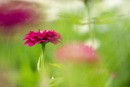 Zinnia flowers bloom in the gardenの写真素材
