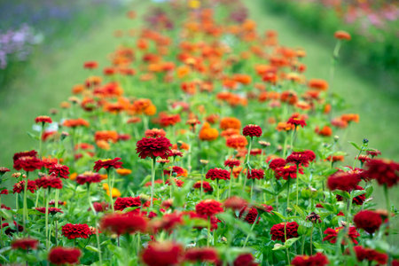 Zinnia flowers bloom in the gardenの写真素材