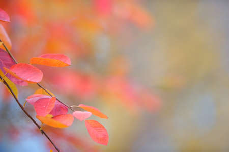 Saskatoon (Amelanchier alnifolia) branch with colorful autumn leaves against defocused background. Selective focus and shallow depth of field.の写真素材