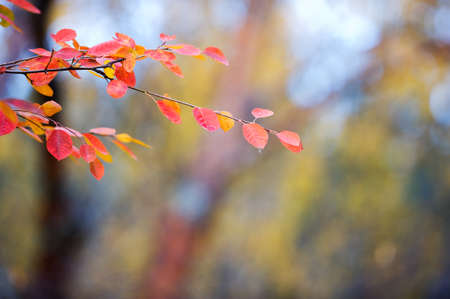 Saskatoon (Amelanchier alnifolia) branch with colorful autumn leaves against defocused background. Selective focus and shallow depth of field.の写真素材