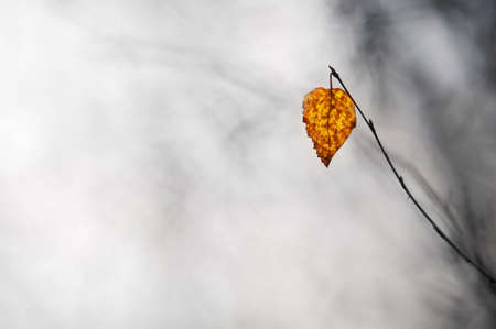 Birch leaf in autumn colors hanging from a branch. Selective focus and shallow depth of field.の写真素材