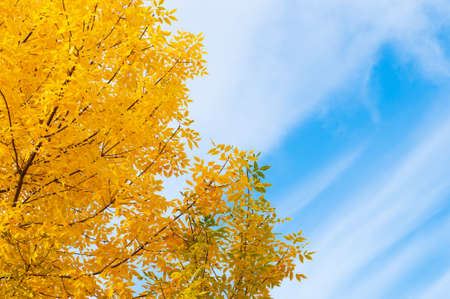 Ash tree (Fraxinus exelsior) leaves in autumn colors against blue sky.の写真素材