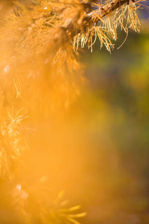 Larch (Larix sp.) branch and needles in autumn colors. Selective focus and shallow depth of field.の写真素材