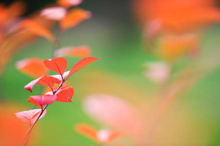 Chokeberry (Aronia sp.) branch in autumn colors. Selective focus and shallow depth of field.の写真素材