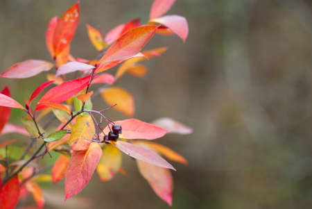 Red chokeberry (Aronia arbutifolia) in autumn with ripening fruits and colorful leaves.