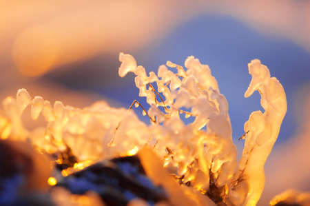 Ice covered plantsの写真素材