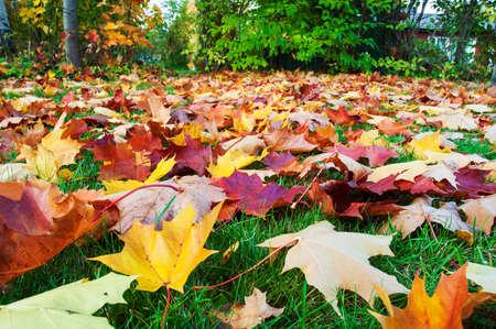 Autumn view. Fallen maple leaves on the ground.